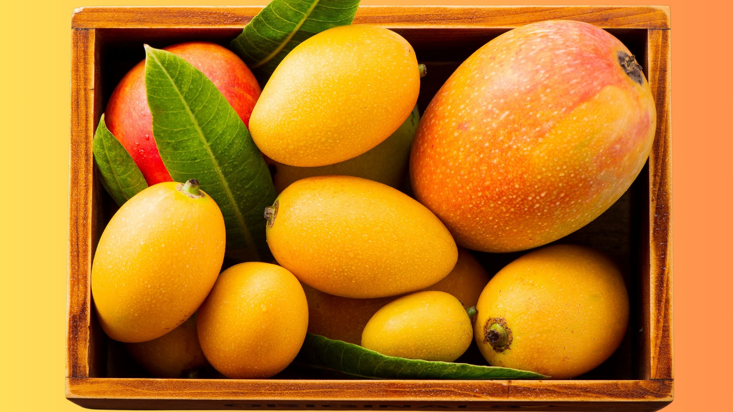 premium mangoes export from India
