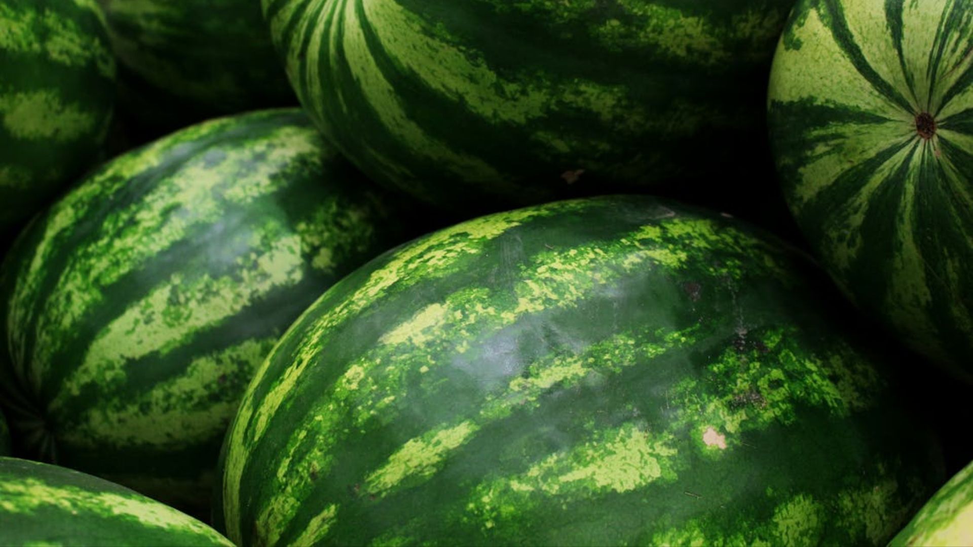 watermelon exports Kothawale Overseas