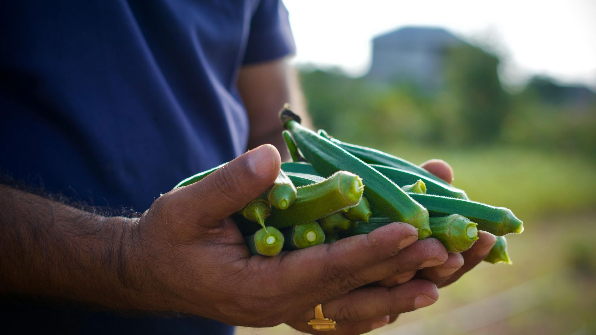 okra exports